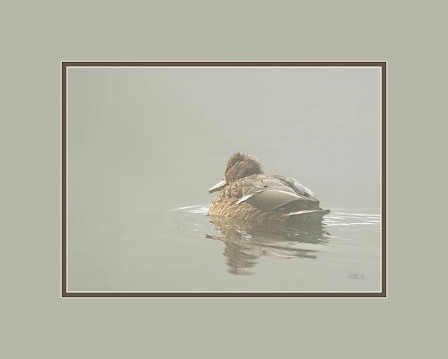 Mallard-in-the-Mist